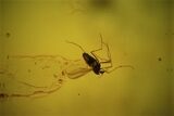 Two Fossil Springtails & A Fly In Baltic Amber #48254-3